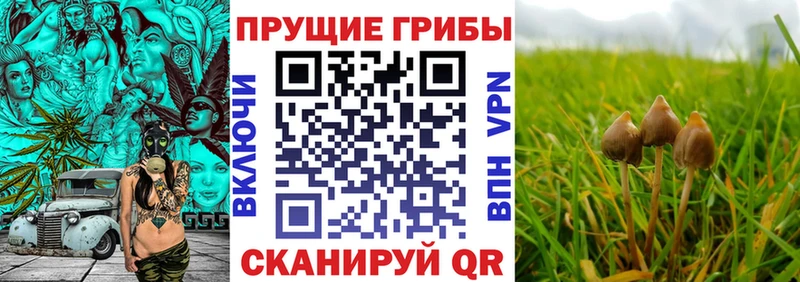 Галлюциногенные грибы Psilocybine cubensis  наркошоп  Чусовой 
